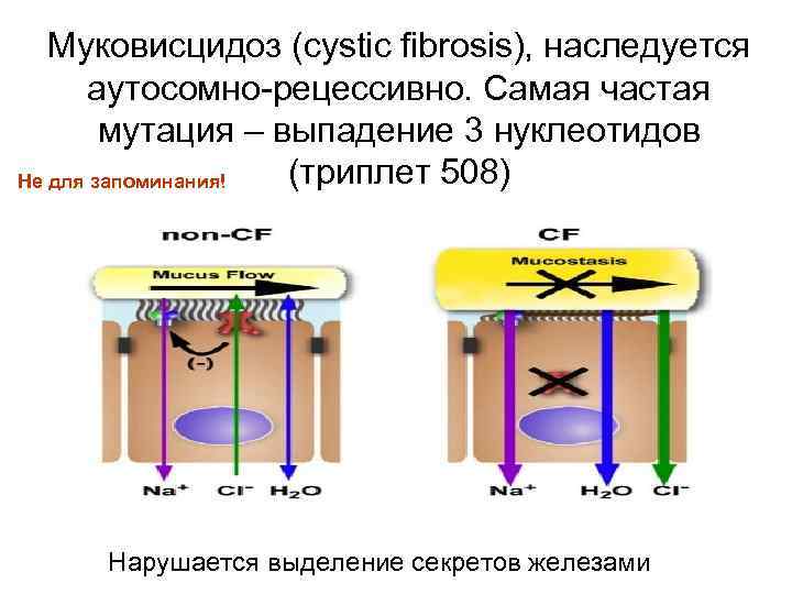   Муковисцидоз (cystic fibrosis), наследуется  аутосомно-рецессивно. Самая частая   мутация –