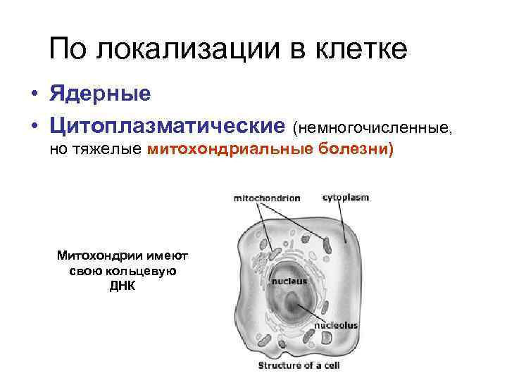  По локализации в клетке • Ядерные • Цитоплазматические (немногочисленные,  но тяжелые митохондриальные