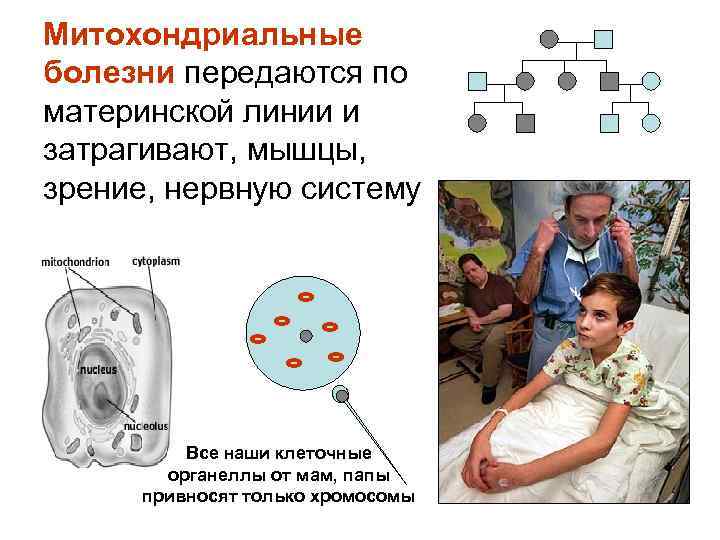 Митохондриальные болезни передаются по материнской линии и затрагивают, мышцы, зрение, нервную систему  