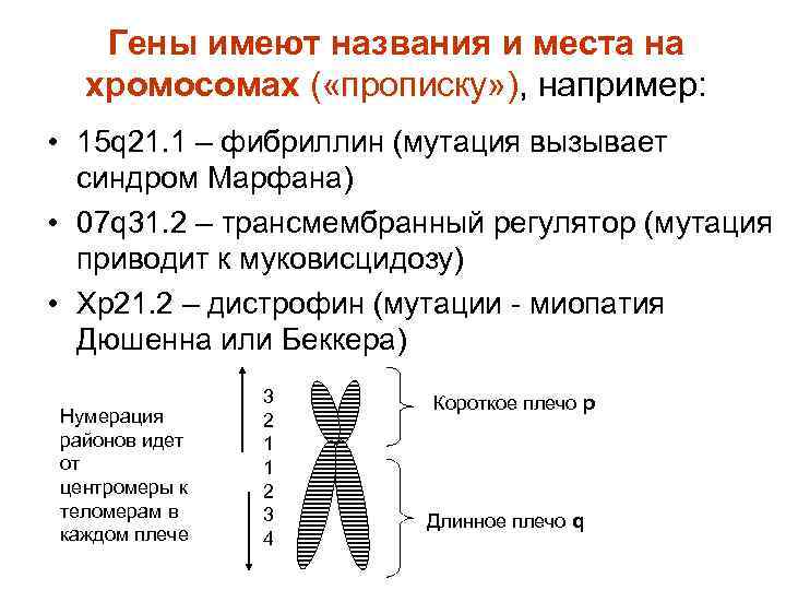   Гены имеют названия и места на  хромосомах ( «прописку» ), например: