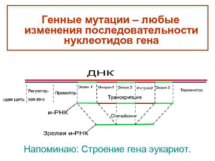   Генные мутации – любые изменения последовательности  нуклеотидов гена Напоминаю: Строение гена