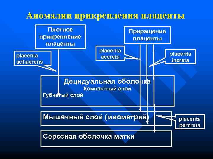   Аномалии прикрепления плаценты  Плотное     Приращение  прикрепление