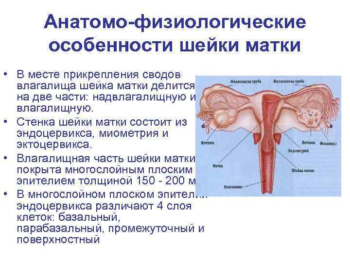  Анатомо-физиологические  особенности шейки матки • В месте прикрепления сводов  влагалища шейка