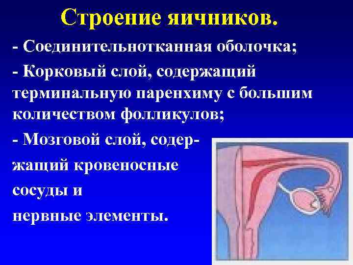  Строение яичников. - Соединительнотканная оболочка; - Корковый слой, содержащий терминальную паренхиму с большим