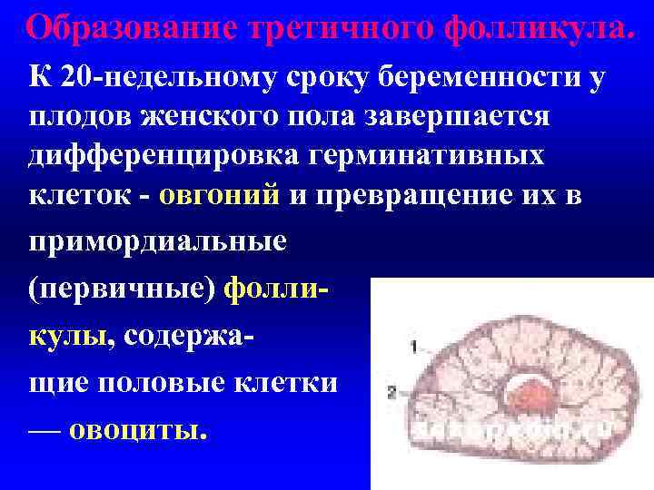 Образование третичного фолликула. К 20 -недельному сроку беременности у плодов женского пола завершается дифференцировка