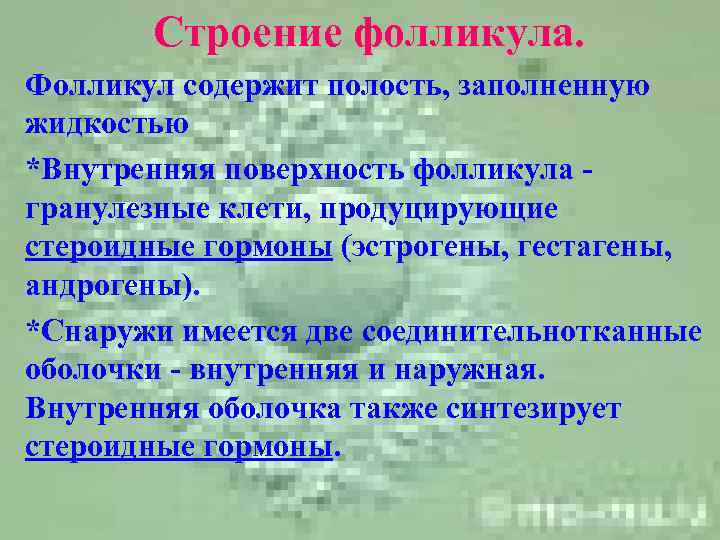   Строение фолликула. Фолликул содержит полость, заполненную жидкостью *Внутренняя поверхность фолликула - гранулезные