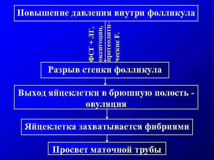 Повышение давления внутри фолликула    протеолити-    окситоцин,  