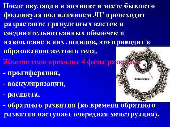 После овуляции в яичнике в месте бывшего фолликула под влиянием ЛГ происходит разрастание гранулезных