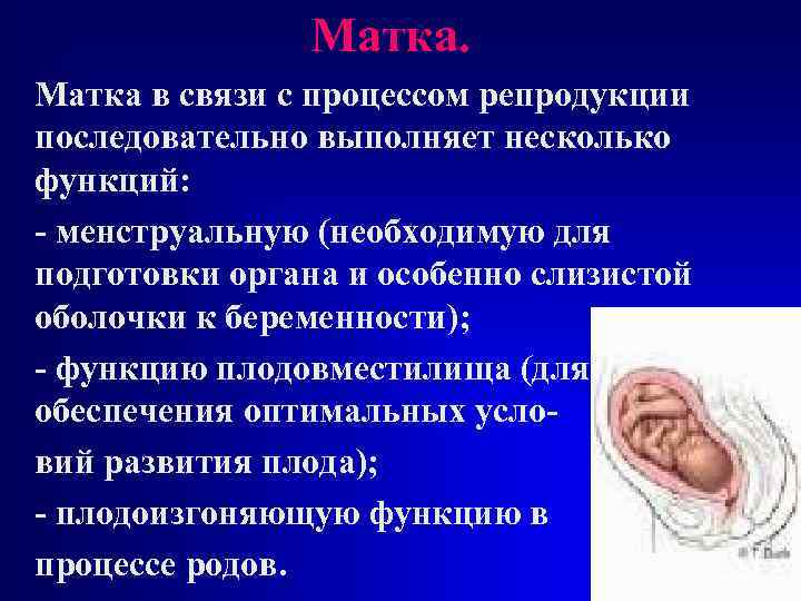     Матка в связи с процессом репродукции последовательно выполняет несколько функций:
