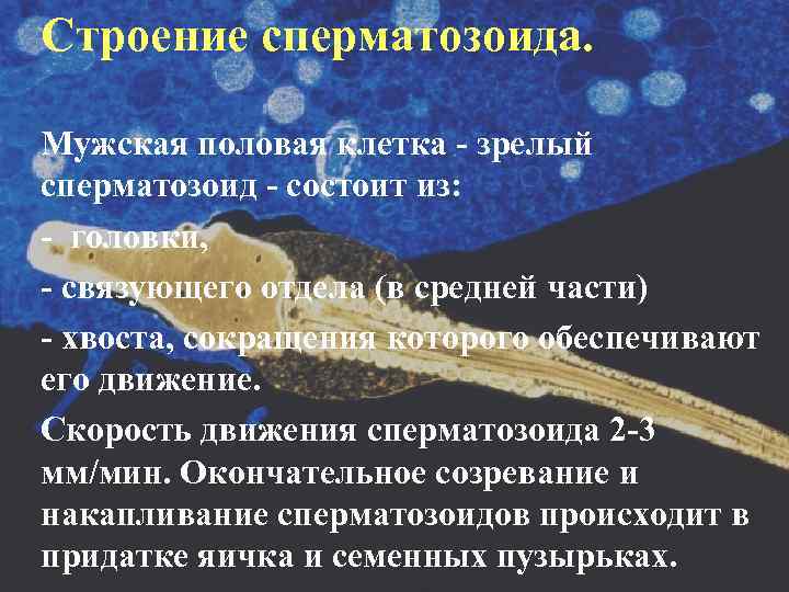 Строение сперматозоида.  Мужская половая клетка - зрелый сперматозоид - состоит из: - головки,