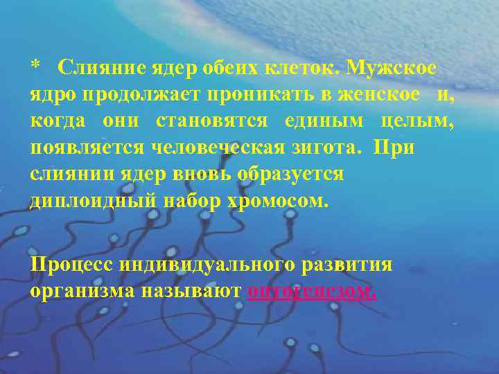 * Слияние ядер обеих клеток. Мужское ядро продолжает проникать в женское и, когда они