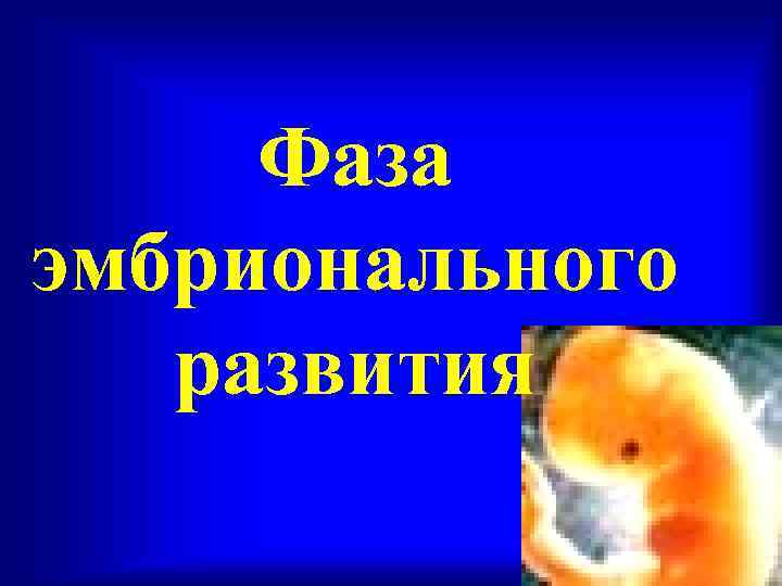  Фаза эмбрионального  развития 