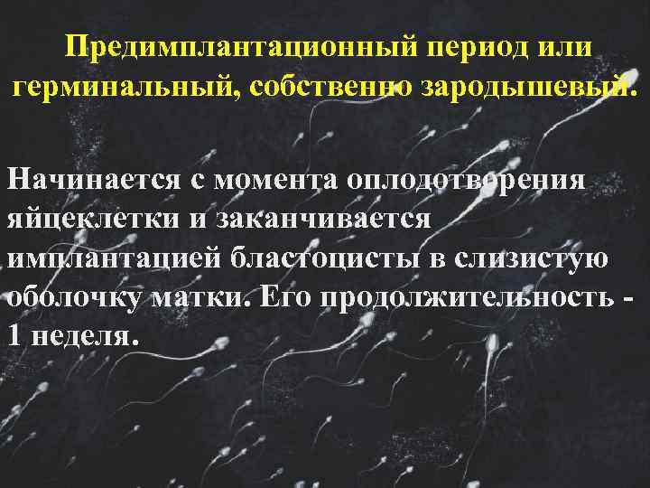   Предимплантационный период или герминальный, собственно зародышевый.  Начинается с момента оплодотворения яйцеклетки