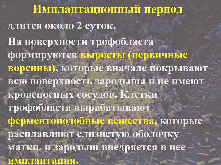   Имплантационный период длится около 2 суток. На поверхности трофобласта формируются выросты (первичные