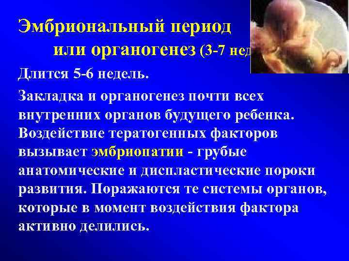 Эмбриональный период  или органогенез (3 -7 нед). Длится 5 -6 недель. Закладка и