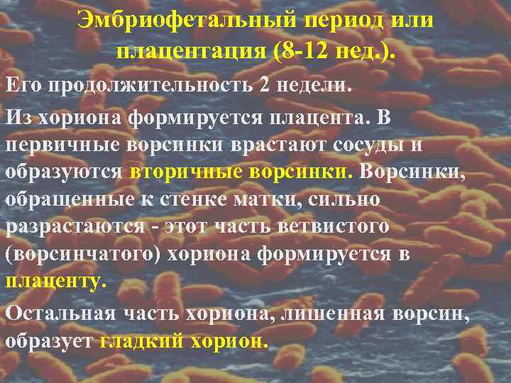  Эмбриофетальный период или   плацентация (8 -12 нед. ). Его продолжительность 2