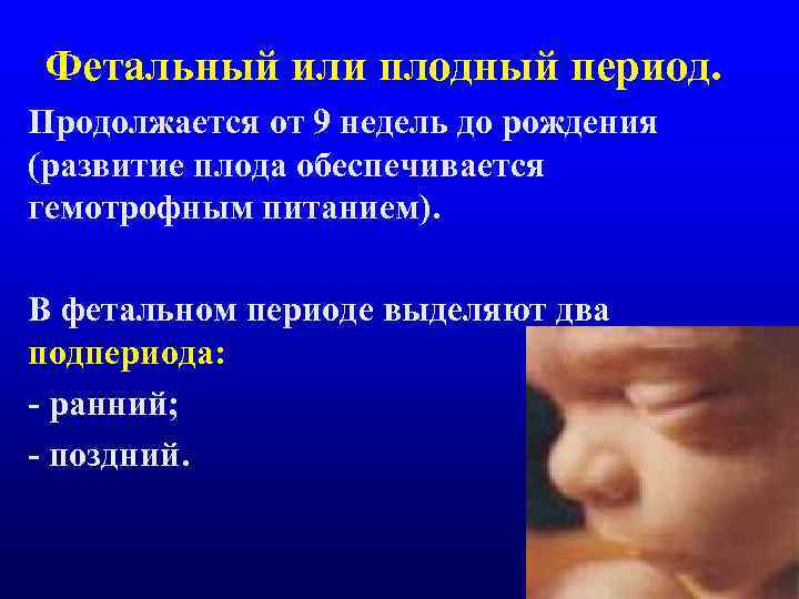 Фетальный или плодный период. Продолжается от 9 недель до рождения (развитие плода обеспечивается гемотрофным