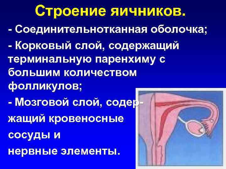   Строение яичников. - Соединительнотканная оболочка; - Корковый слой, содержащий терминальную паренхиму с