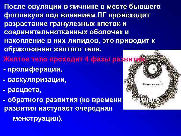 После овуляции в яичнике в месте бывшего фолликула под влиянием ЛГ происходит разрастание гранулезных
