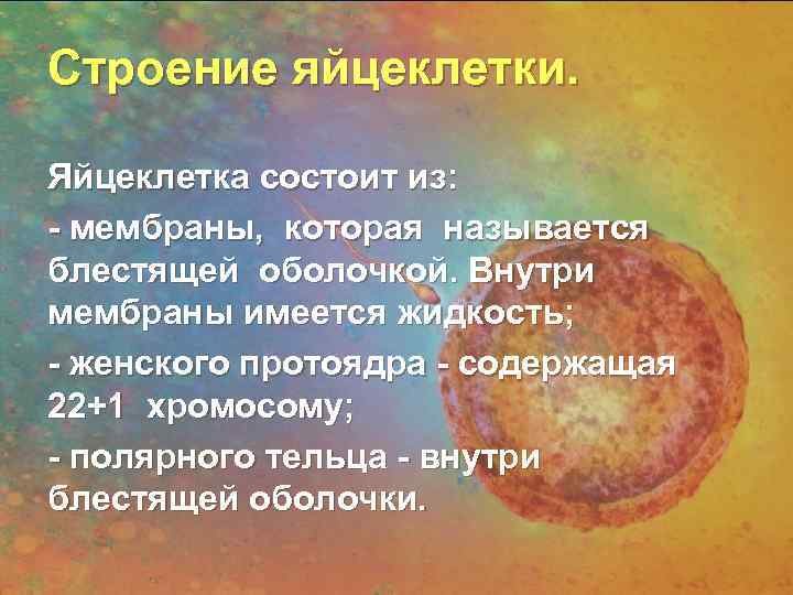 Строение яйцеклетки.  Яйцеклетка состоит из: - мембраны, которая называется блестящей оболочкой. Внутри мембраны