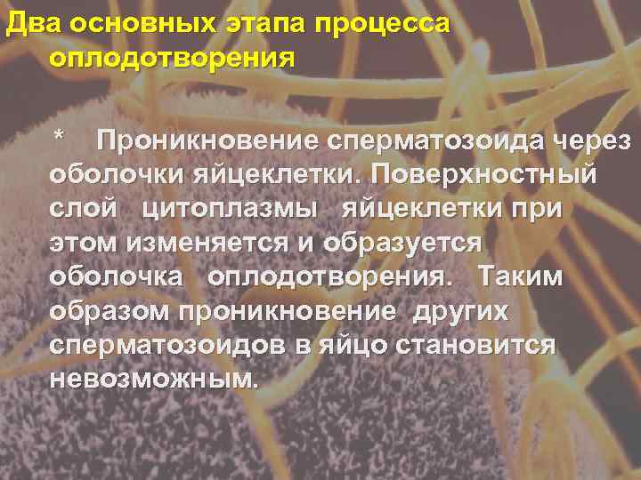 Два основных этапа процесса  оплодотворения  * Проникновение сперматозоида через  оболочки яйцеклетки.