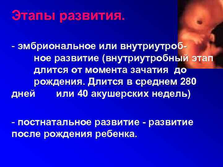 Этапы развития.  - эмбриональное или внутриутроб- ное развитие (внутриутробный этап длится от момента