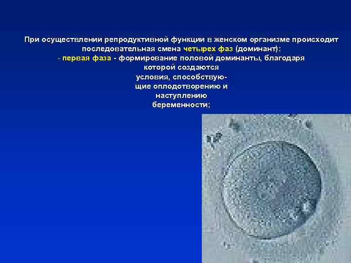 При осуществлении репродуктивной функции в женском организме происходит   последовательная смена четырех фаз