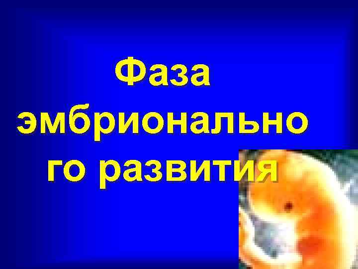  Фаза эмбрионально го развития 