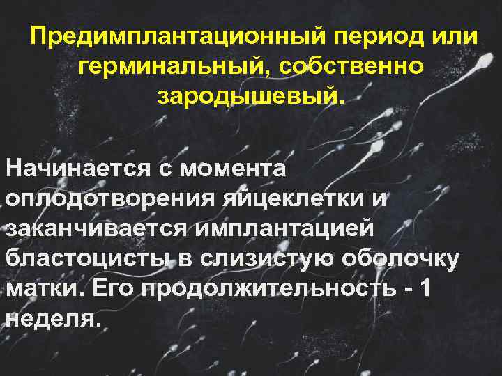  Предимплантационный период или герминальный, собственно   зародышевый.  Начинается с момента оплодотворения