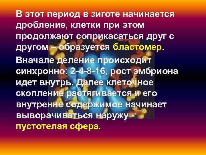 В этот период в зиготе начинается дробление, клетки при этом продолжают соприкасаться друг с