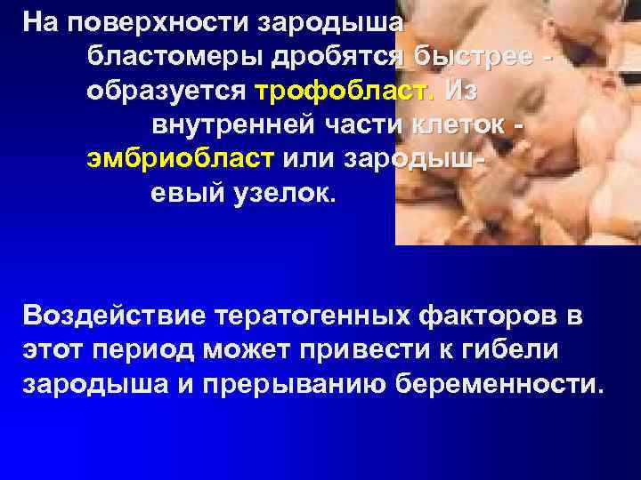 На поверхности зародыша бластомеры дробятся быстрее - образуется трофобласт. Из   внутренней части