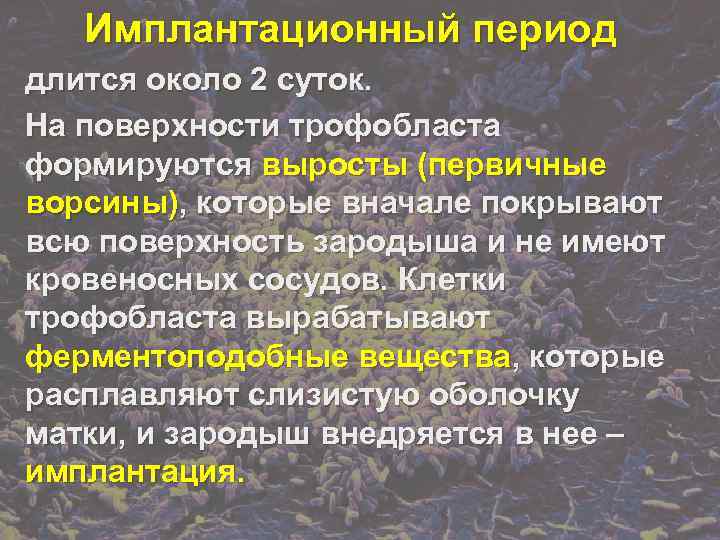   Имплантационный период длится около 2 суток. На поверхности трофобласта формируются выросты (первичные