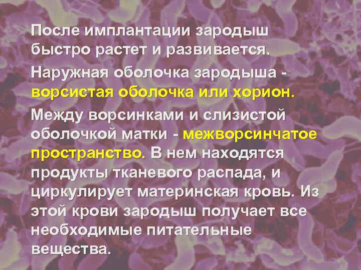 После имплантации зародыш быстро растет и развивается. Наружная оболочка зародыша - ворсистая оболочка или