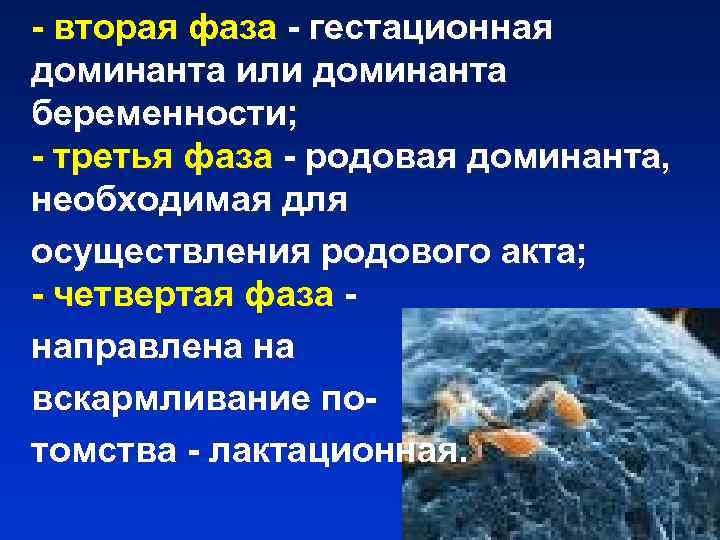 - вторая фаза - гестационная доминанта или доминанта беременности; - третья фаза - родовая