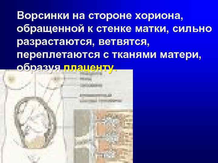 Ворсинки на стороне хориона, обращенной к стенке матки, сильно разрастаются, ветвятся, переплетаются с тканями