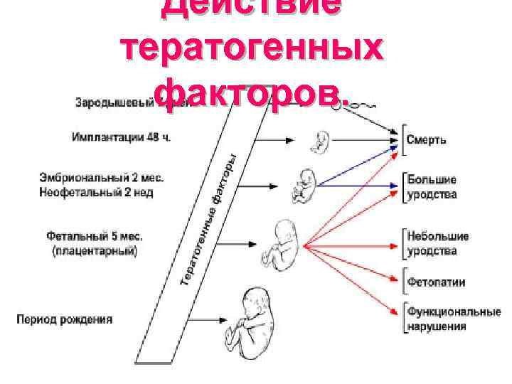  Действие тератогенных  факторов. 