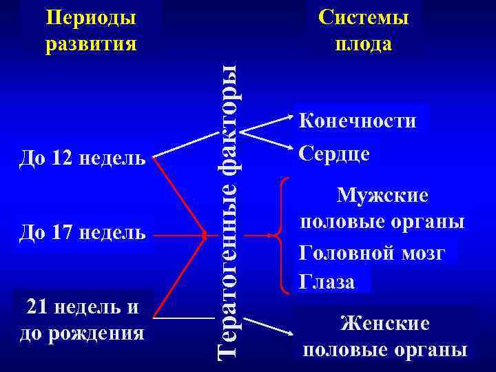  Периоды     Системы  развития     плода