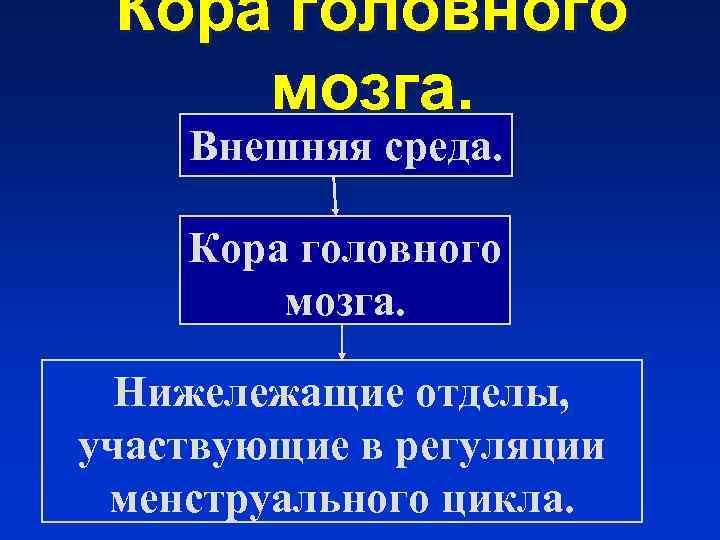  Кора головного мозга. Внешняя среда.  Кора головного   мозга. Нижележащие отделы,