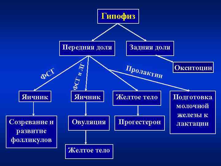       Гипофиз   Передняя доля Задняя доля 