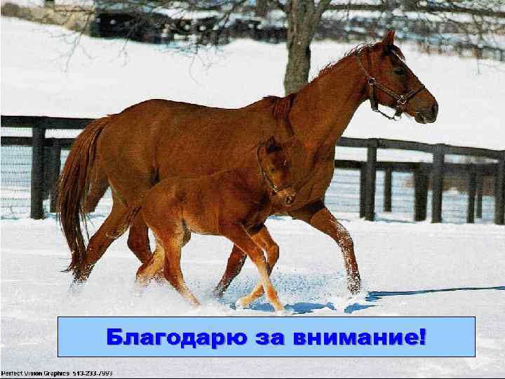 Благодарю за внимание! 