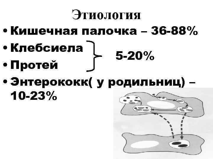    Этиология • Кишечная палочка – 36 -88% • Клебсиела  