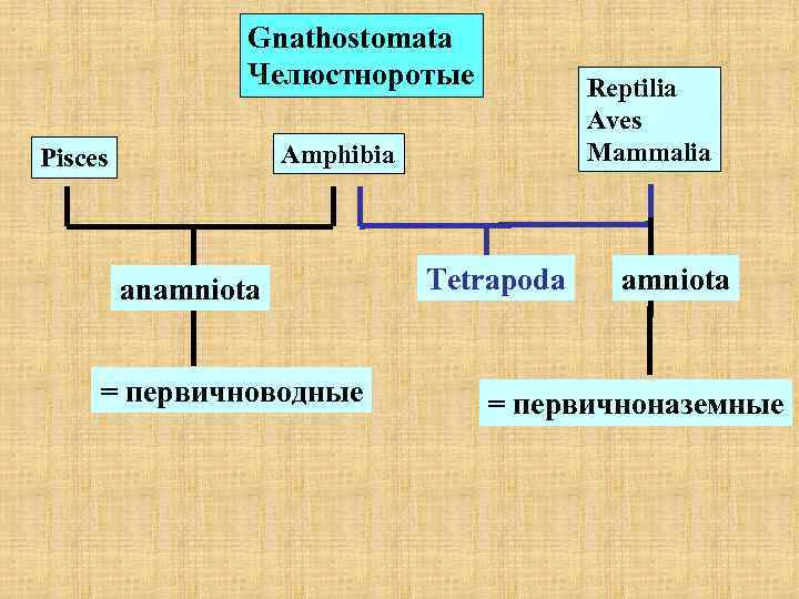    Gnathostomata   Челюстноротые   Reptilia    