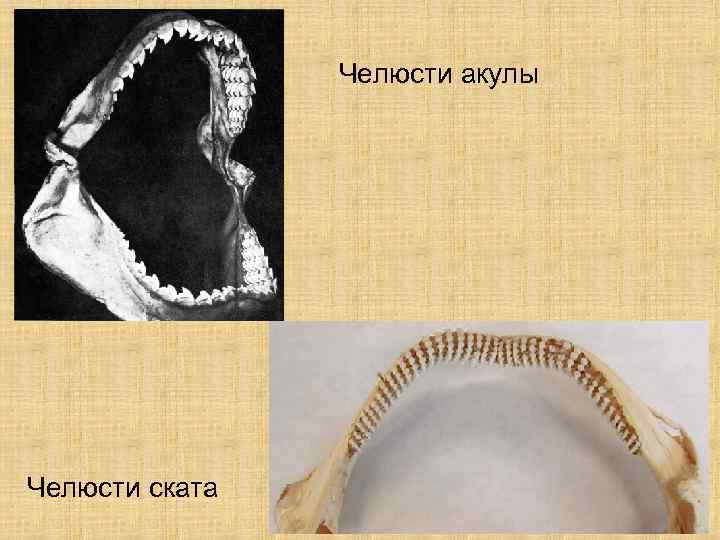     Челюсти акулы Челюсти ската 