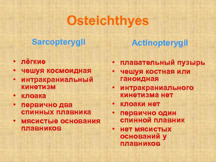   Osteichthyes Sarcopterygii   Actinopterygii  • лёгкие    •