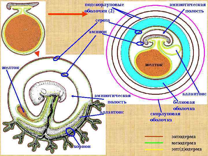   подскорлуповые   амниотическая   оболочки (2)    полость