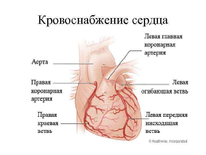 Кровоснабжение сердца 