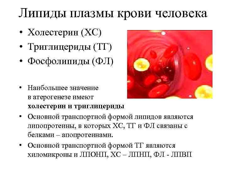 Липиды плазмы крови человека  • Холестерин (ХС) • Триглицериды (ТГ) • Фосфолипиды (ФЛ)