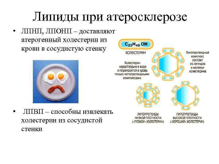  Липиды при атеросклерозе • ЛПНП, ЛПОНП – доставляют  атерогенный холестерин из 