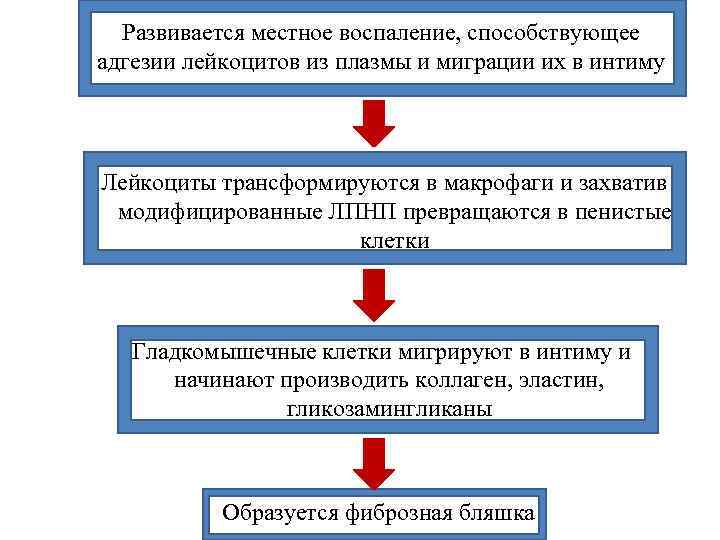  Развивается местное воспаление, способствующее адгезии лейкоцитов из плазмы и миграции их в интиму