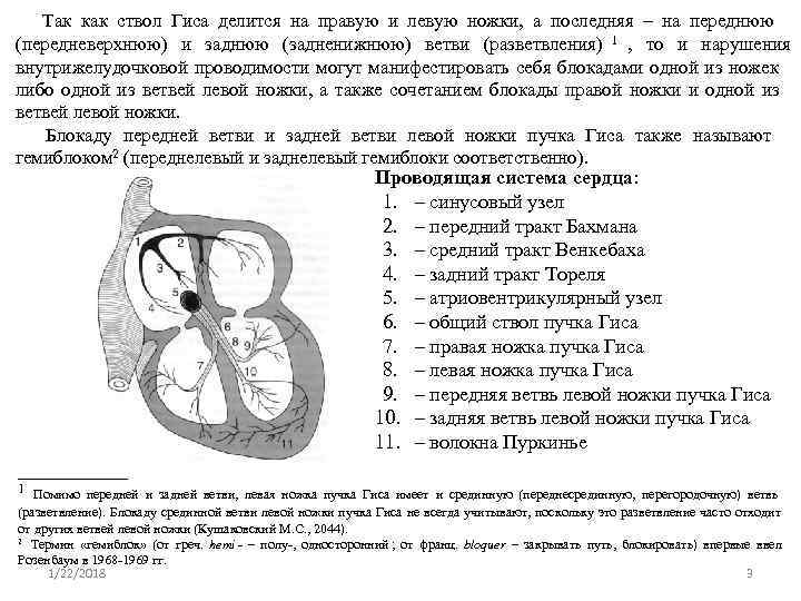  Так как ствол Гиса делится на правую и левую ножки,  а последняя